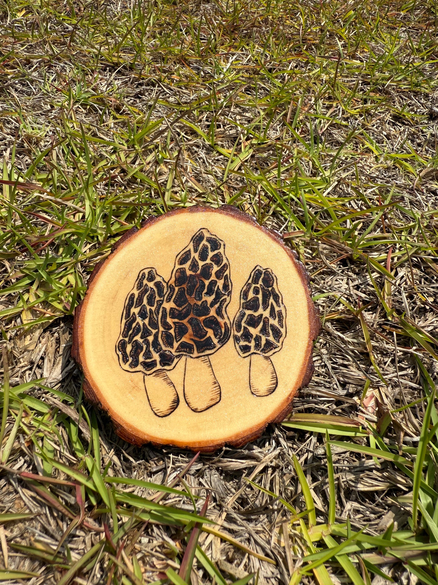 Morchella Mushroom Coaster